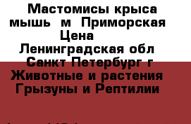 Мастомисы,крыса-мышь. м. Приморская. › Цена ­ 50 - Ленинградская обл., Санкт-Петербург г. Животные и растения » Грызуны и Рептилии   